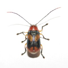 Aporocera