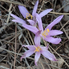 Colchicum stevenii