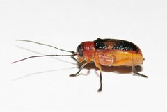 Aporocera