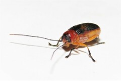 Aporocera