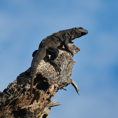 Iguanidae