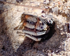 Geolycosa