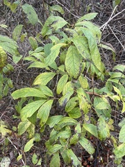 Oemleria cerasiformis