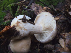 Leucopaxillus