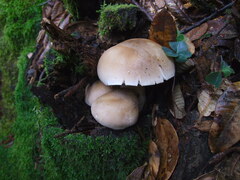 Leucopaxillus