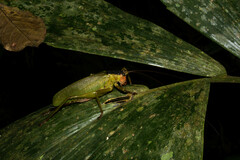 Incanotus mariaelenae