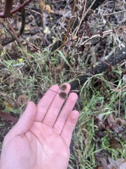Geum