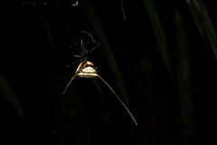 Micrathena cyanospina