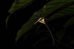 Micrathena cyanospina