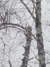 Dendrocopos leucotos