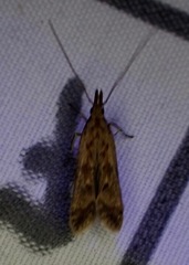 Dichomeris ligulella