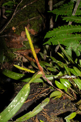Maxillaria parviflora