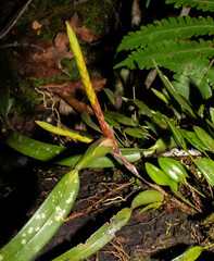 Maxillaria parviflora
