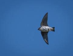 Petrochelidon pyrrhonota