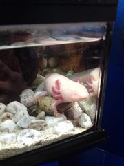 Ambystoma mexicanum