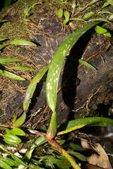 Maxillaria parviflora