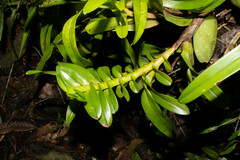 Maxillariinae