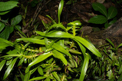 Maxillariinae