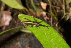Brentidae