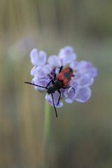 Stictoleptura cordigera