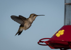 Selasphorus calliope