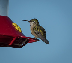 Selasphorus calliope