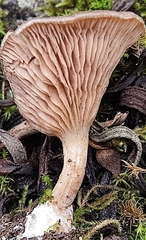 Rhodocybe