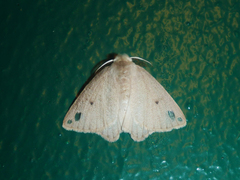 Arctornis obtusa