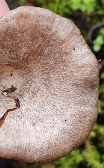 Rhodocybe