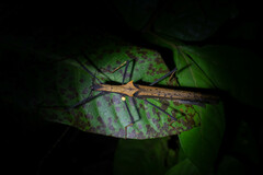 Pseudophasma bispinosum