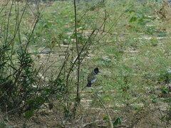 Thamnophilus bernardi