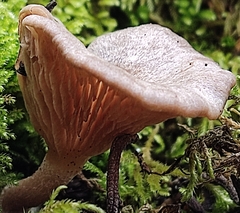 Rhodocybe