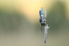 Coelioxys argenteus