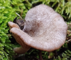 Rhodocybe