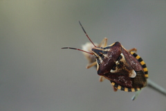 Codophila varia