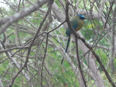 Momotus subrufescens