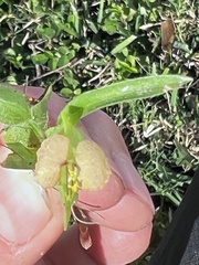 Commelina gambiae