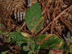 Desmodium nuttallii
