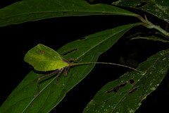 Typophyllum mortuifolium
