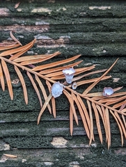 Taxodiomyia cupressi