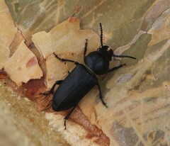 Spondylis buprestoides