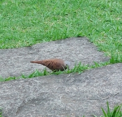 Columbina talpacoti