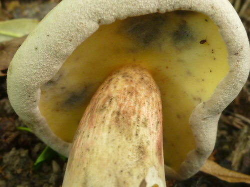 Caloboletus inedulis