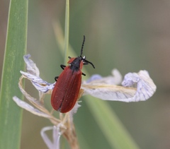Lycus sanguinipennis