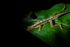 Anolis trachyderma