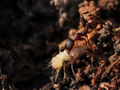 Aphaenogaster fulva
