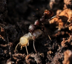 Aphaenogaster fulva