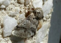 Thaumetopoea processionea