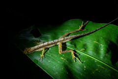 Anolis trachyderma