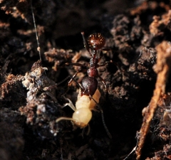 Aphaenogaster fulva